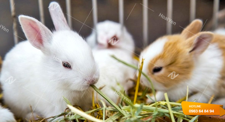 Chế độ dinh dưỡng của thỏ khi sinh sản rất quan trọng, nguồn thức ăn phải đảm bảo sạch sẽ